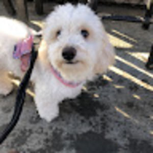 Meet your Posher, Diem